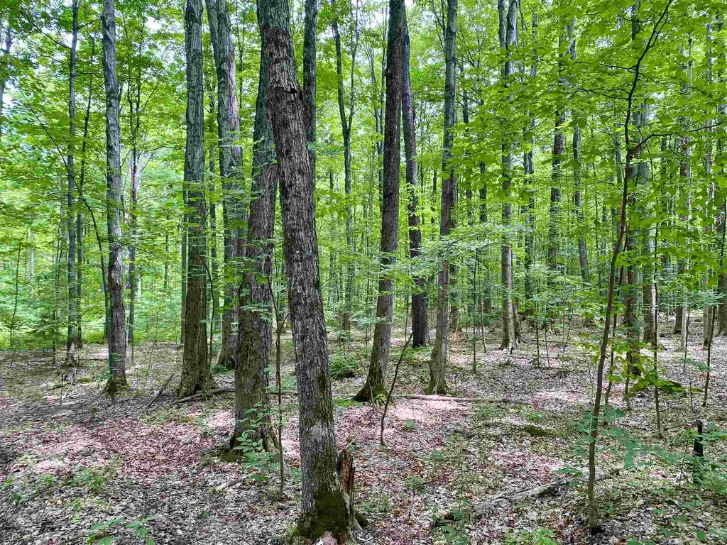 81 Fern Hill Dorset VT 05251