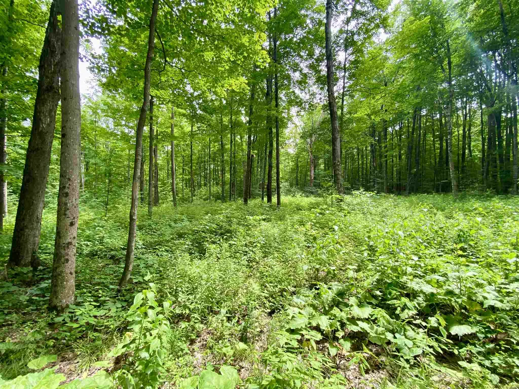 81 Fern Hill Dorset VT 05251