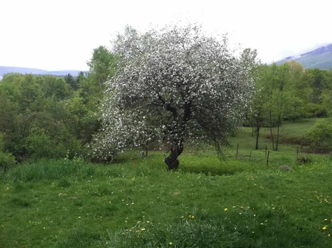456 Kelleher Road Dorset VT 05251
