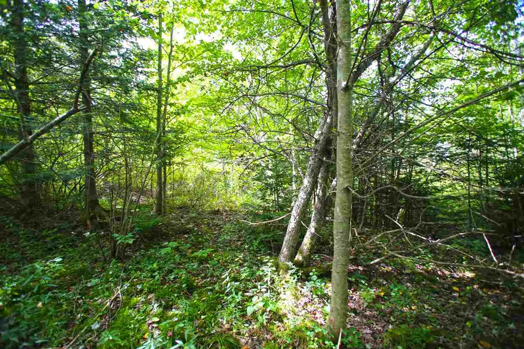 19 Burchard Road Dover VT 05356