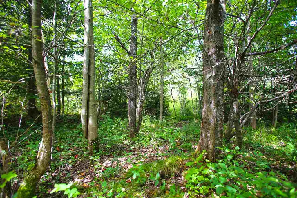 19 Burchard Road Dover VT 05356