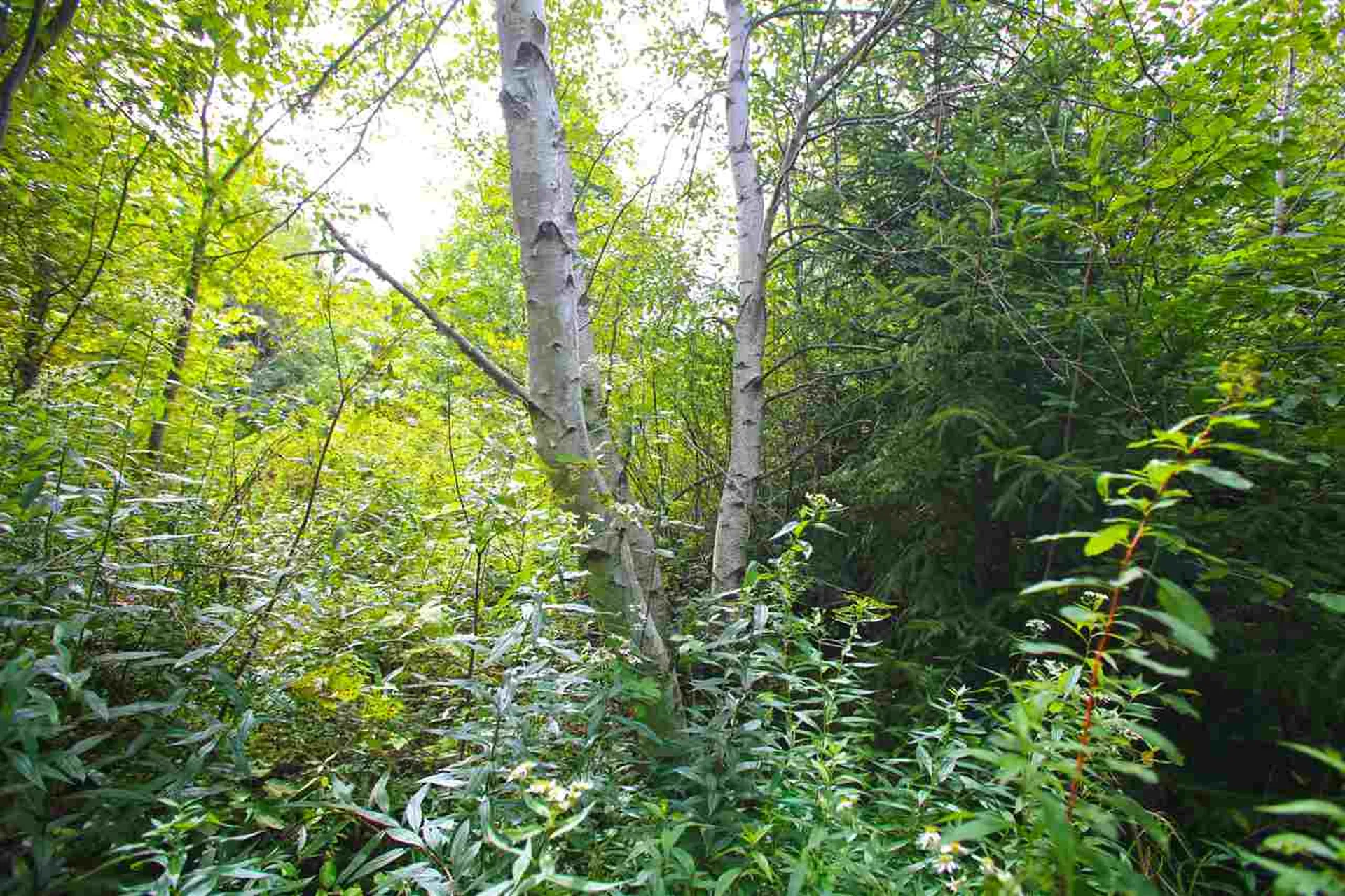19 Burchard Road Dover VT 05356
