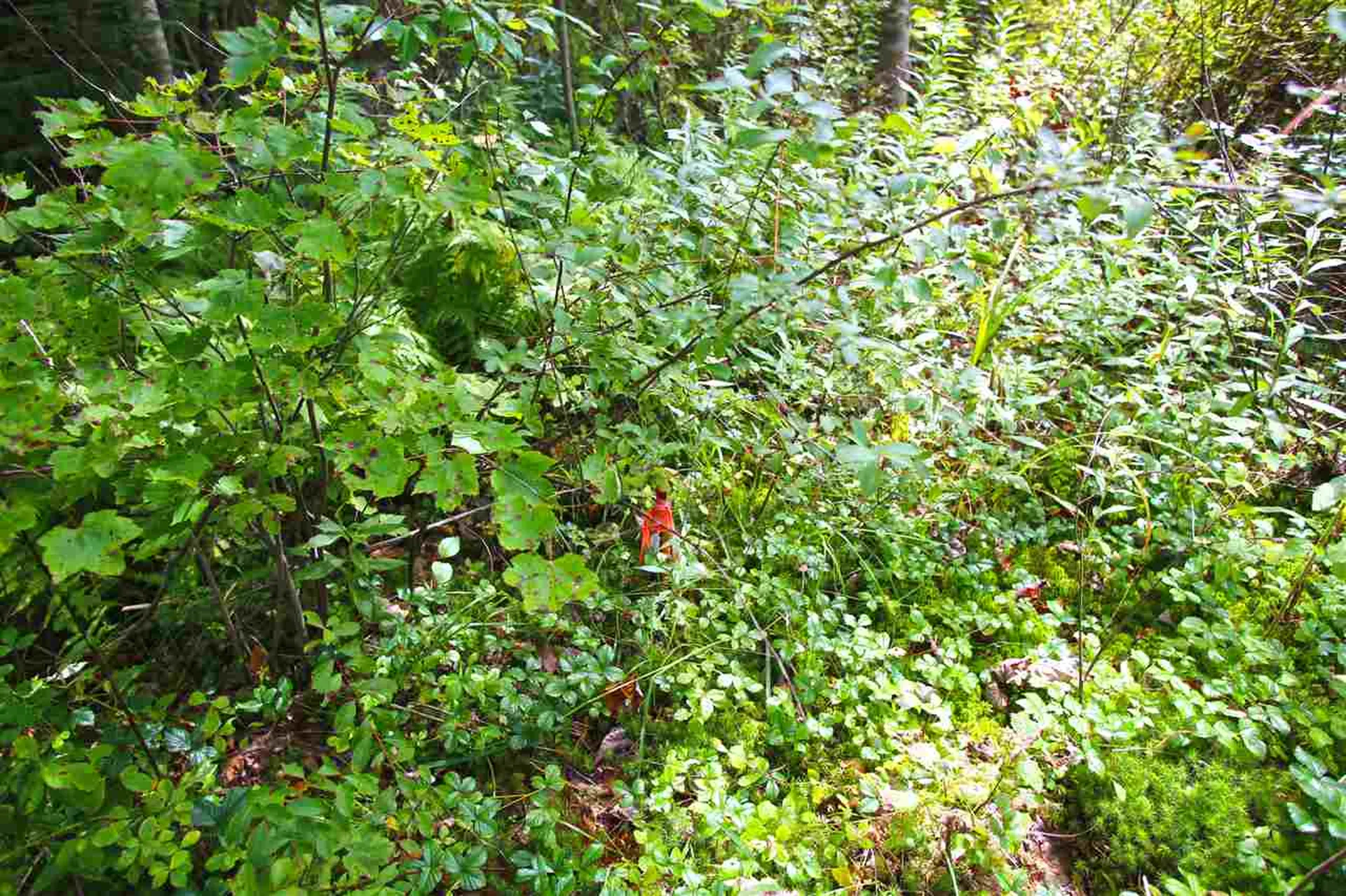 19 Burchard Road Dover VT 05356