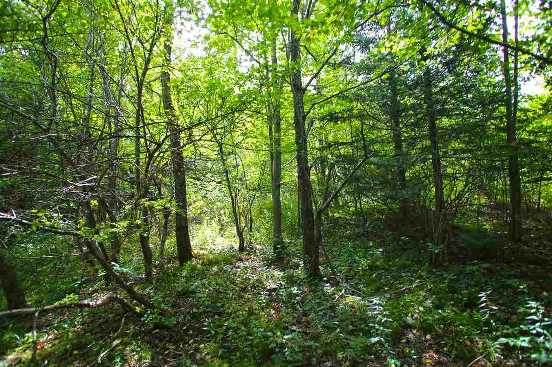 19 Burchard Road Dover VT 05356