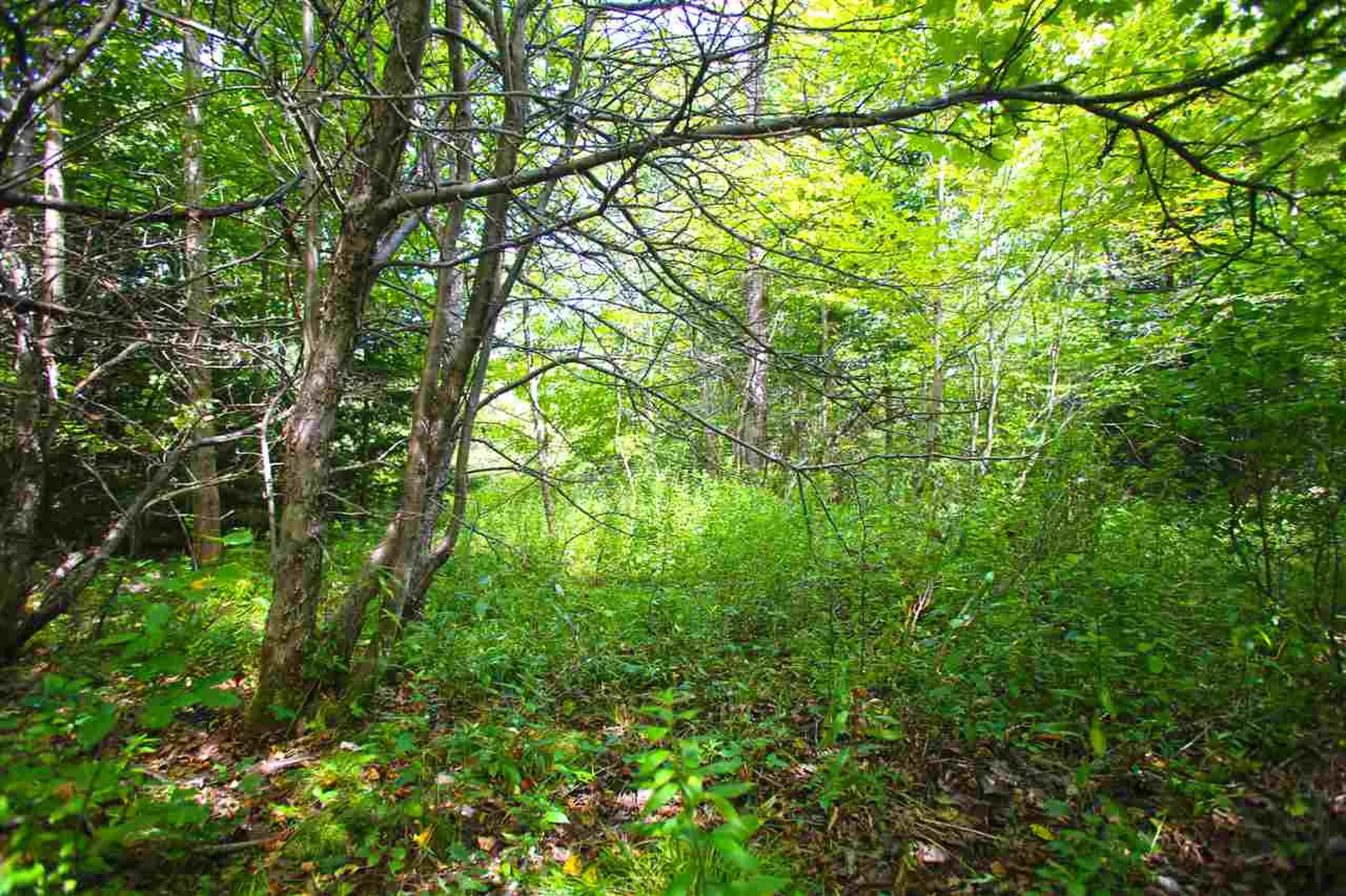 19 Burchard Road Dover VT 05356