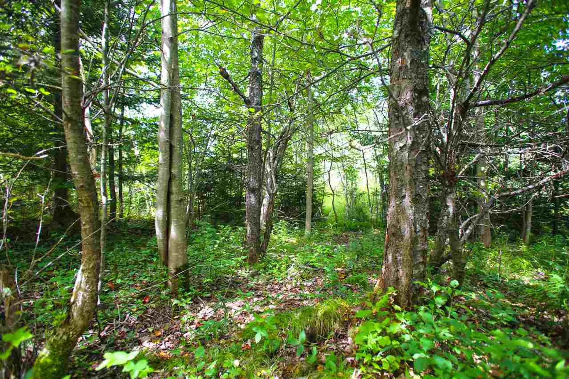 19 Burchard Road Dover VT 05356