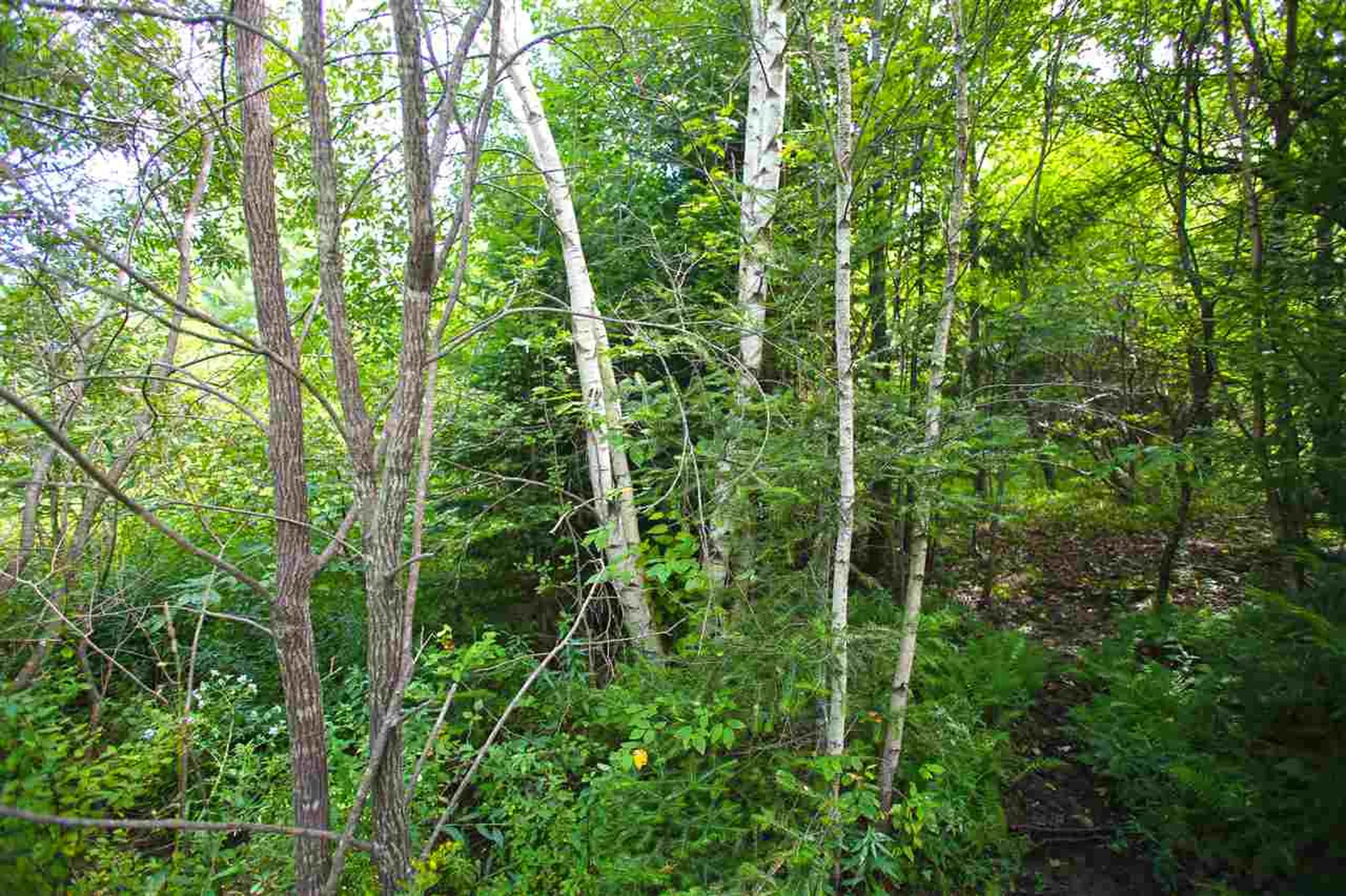 19 Burchard Road Dover VT 05356