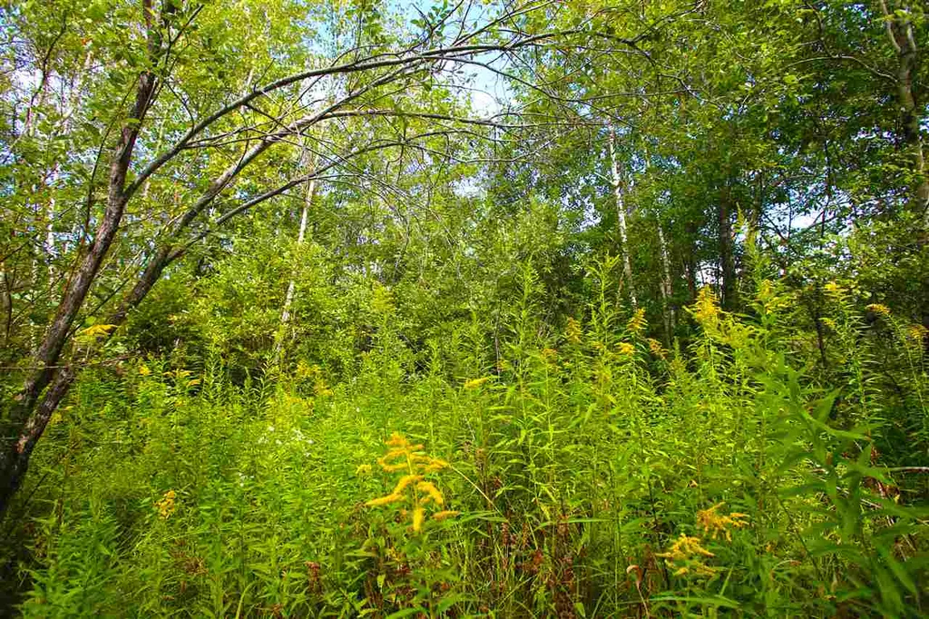 17 Burchard Road Dover VT 05356