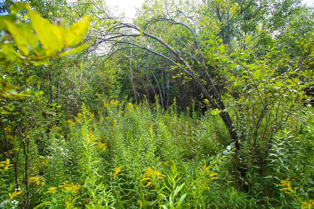 17 Burchard Road Dover VT 05356