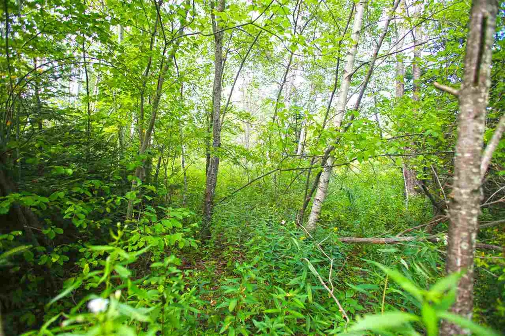 17 Burchard Road Dover VT 05356