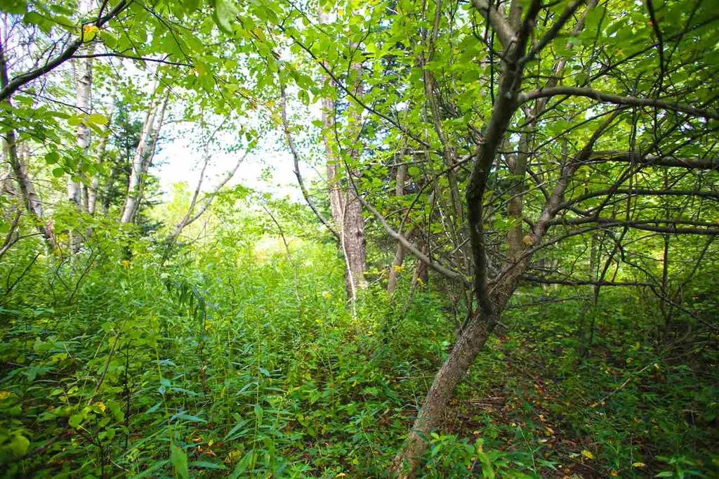 17 Burchard Road Dover VT 05356
