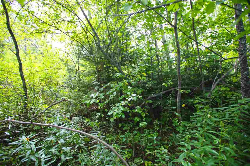 17 Burchard Road Dover VT 05356