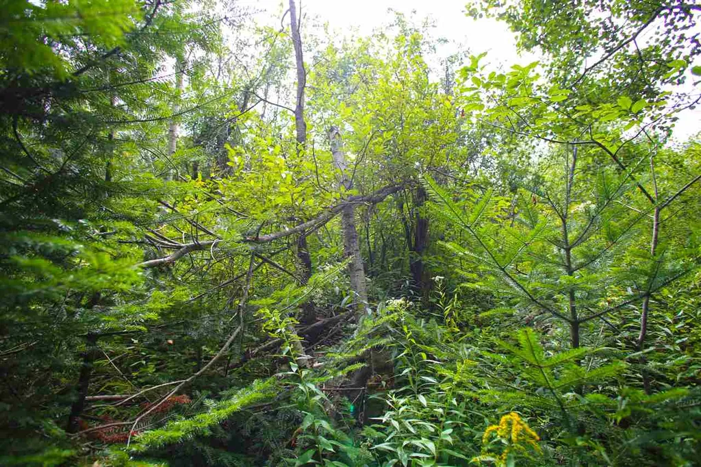 17 Burchard Road Dover VT 05356