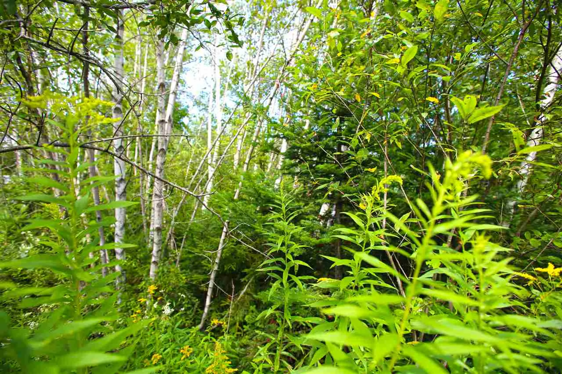 17 Burchard Road Dover VT 05356