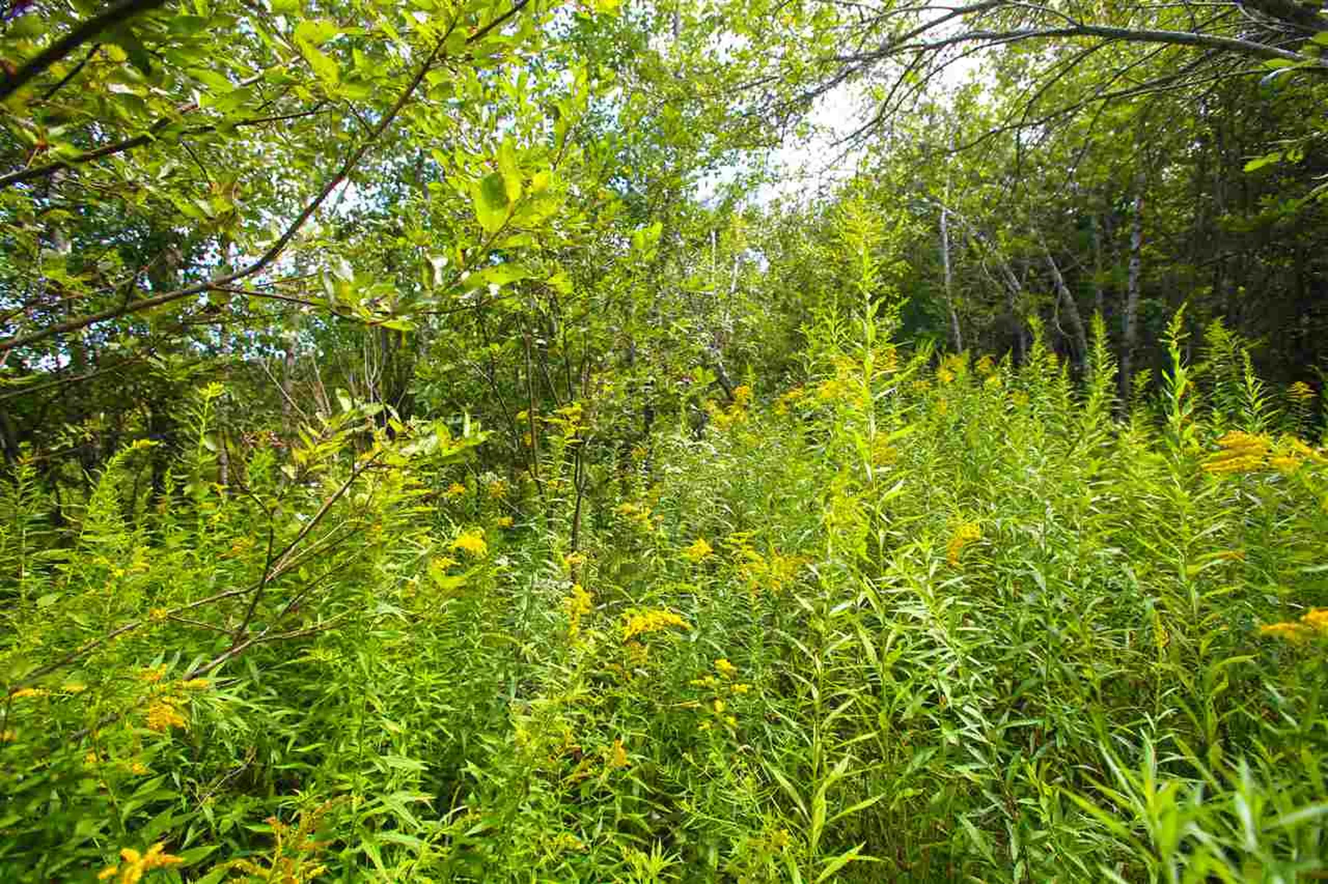 17 Burchard Road Dover VT 05356