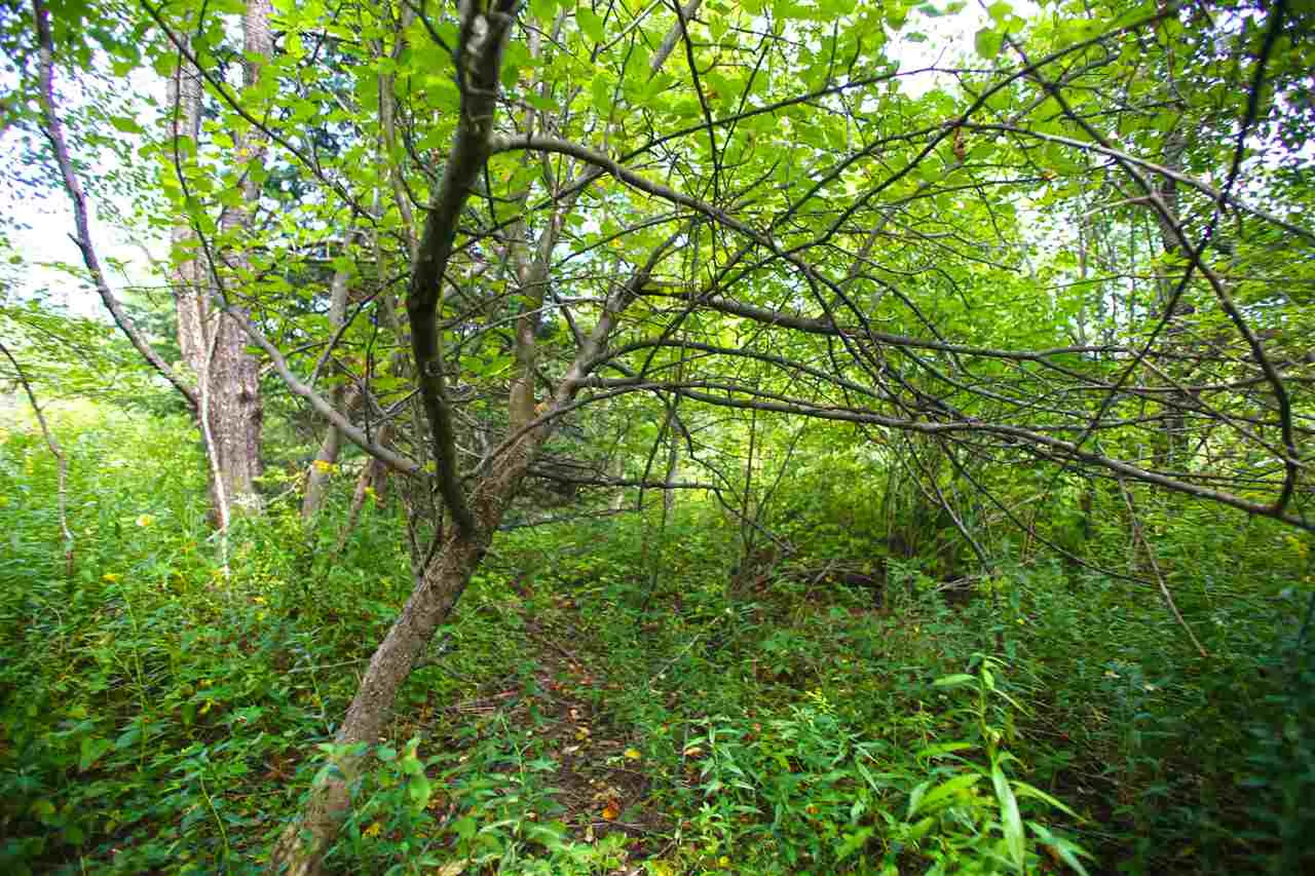17 Burchard Road Dover VT 05356