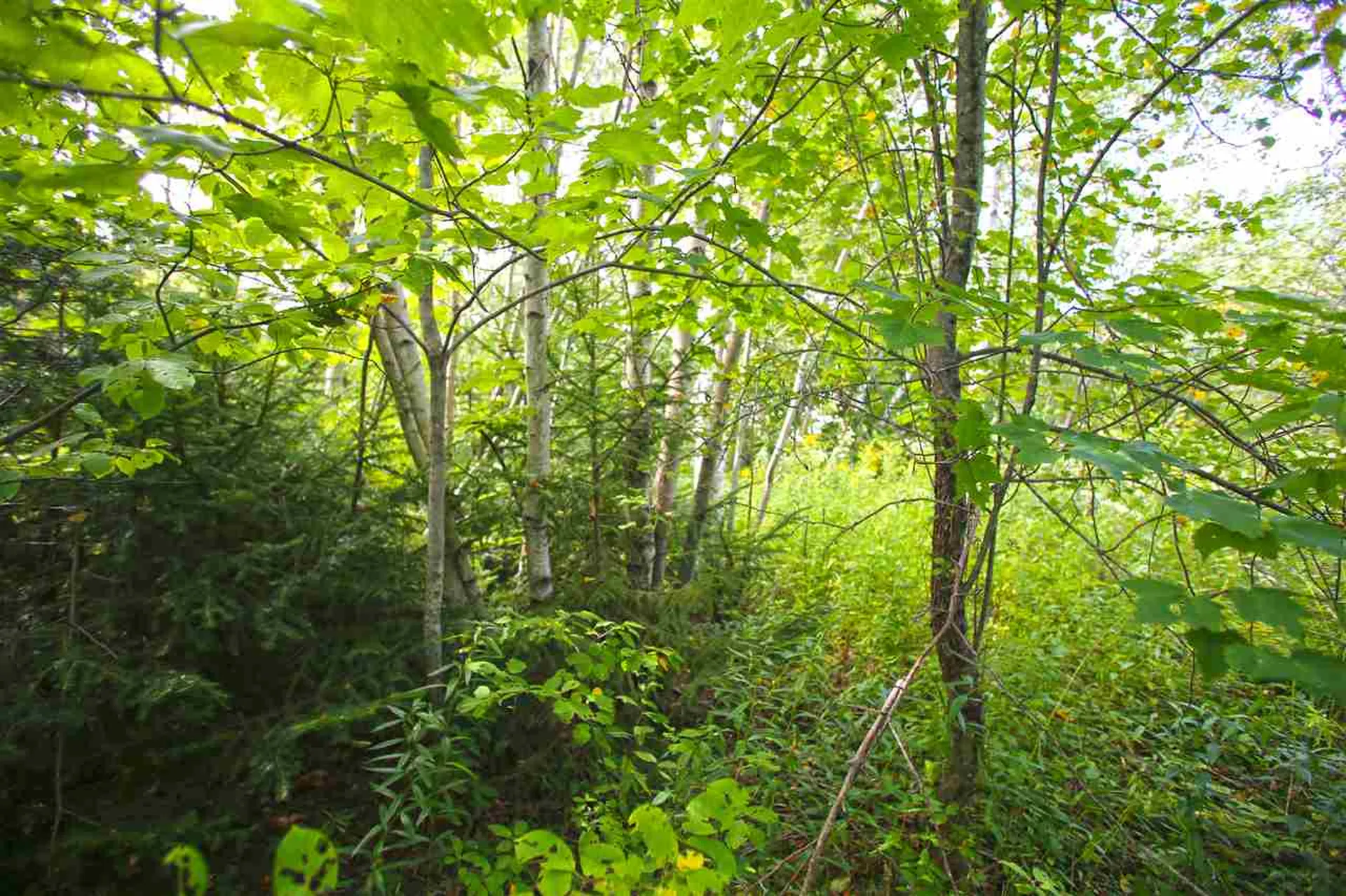 17 Burchard Road Dover VT 05356