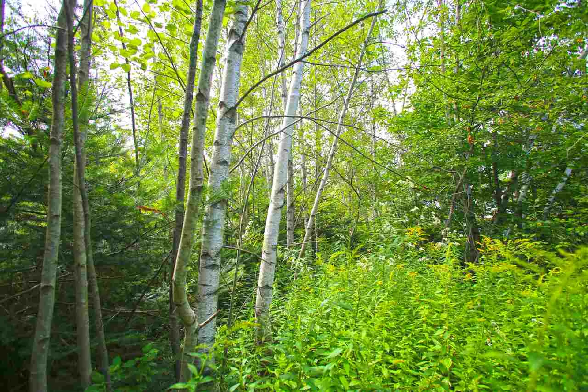 17 Burchard Road Dover VT 05356