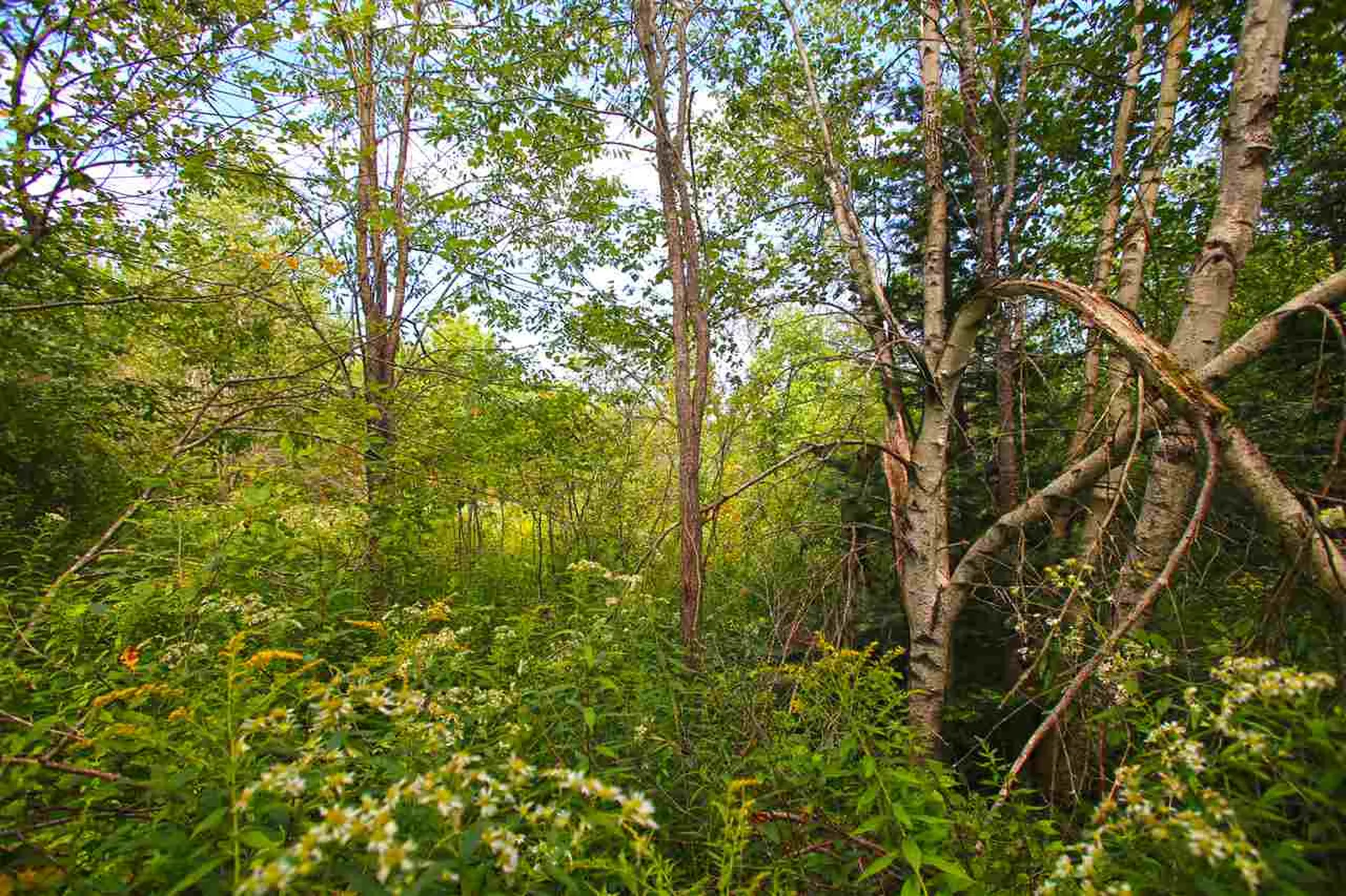 17 Burchard Road Dover VT 05356
