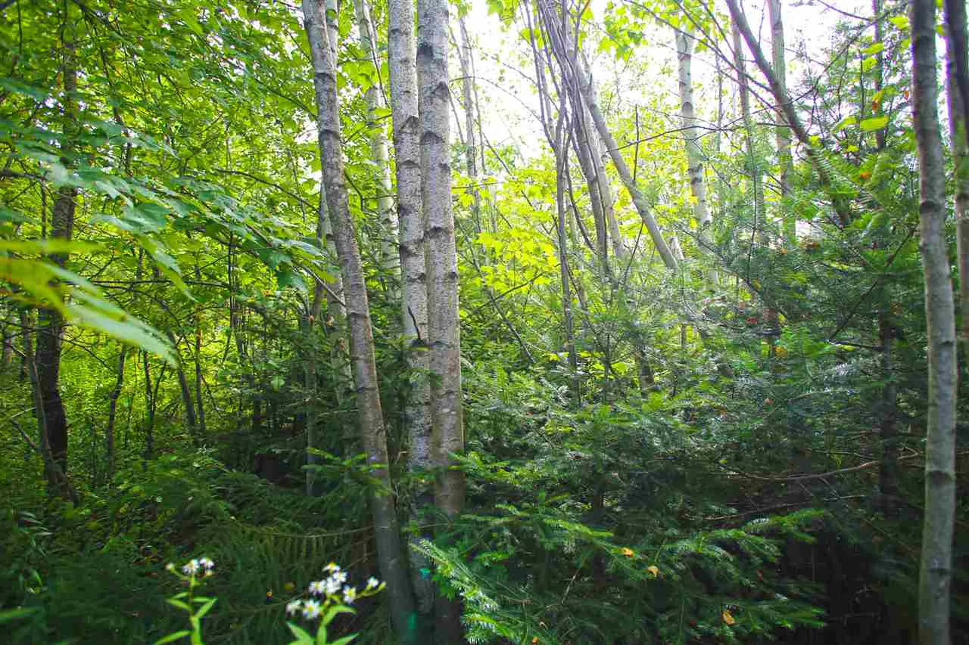 17 Burchard Road Dover VT 05356