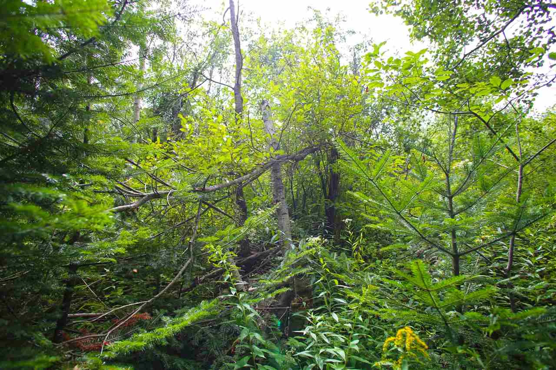 17 Burchard Road Dover VT 05356