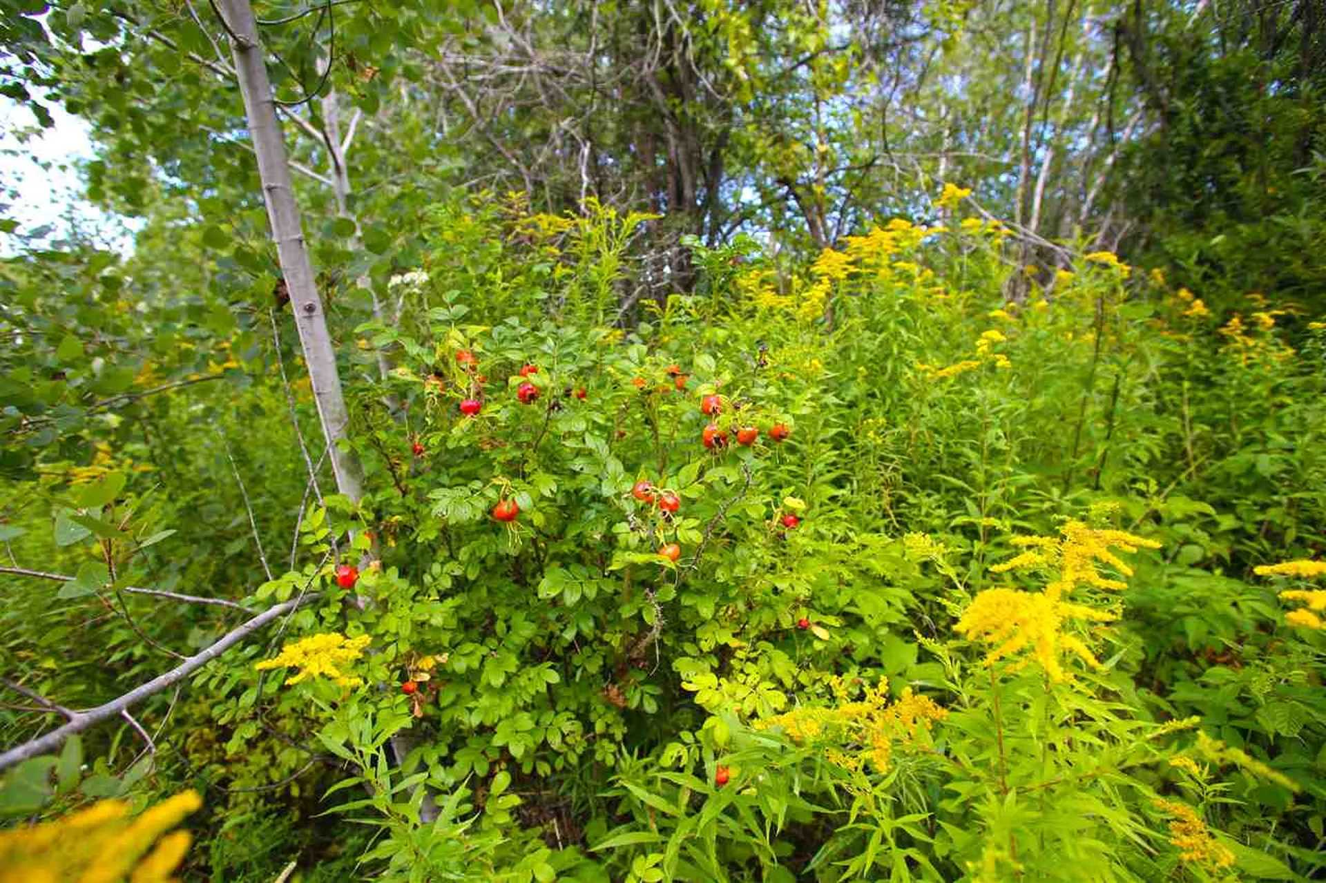 17 Burchard Road Dover VT 05356