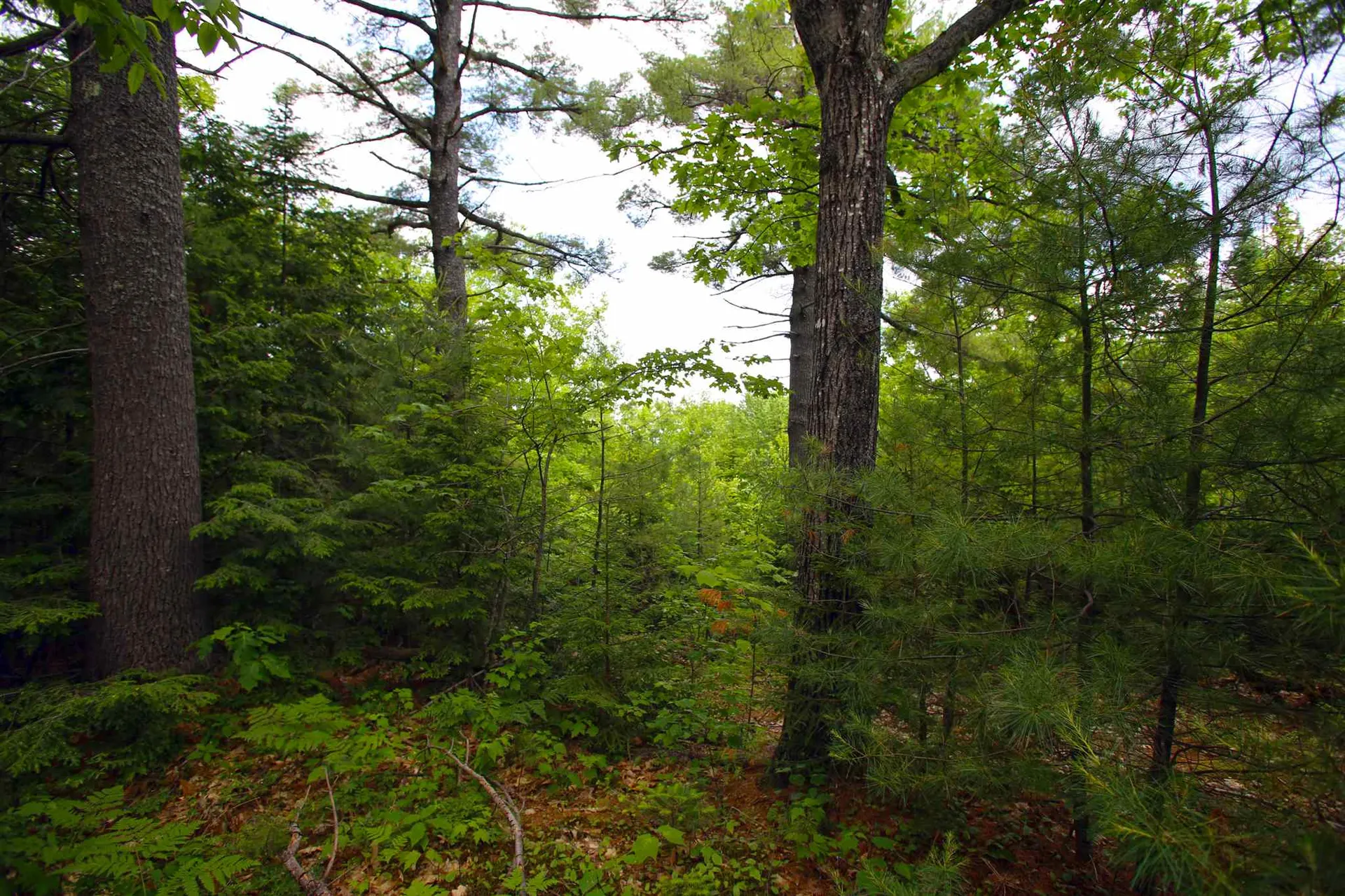 185 Sargent Hill Road Grafton NH 03240