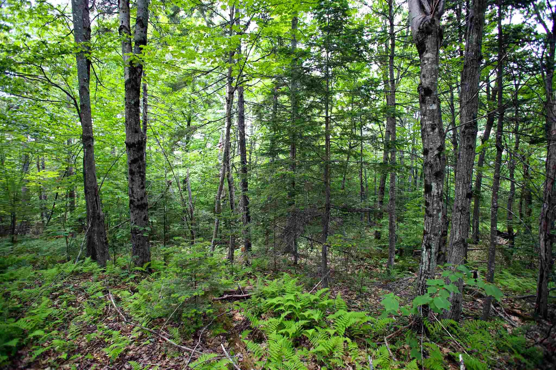 185 Sargent Hill Road Grafton NH 03240