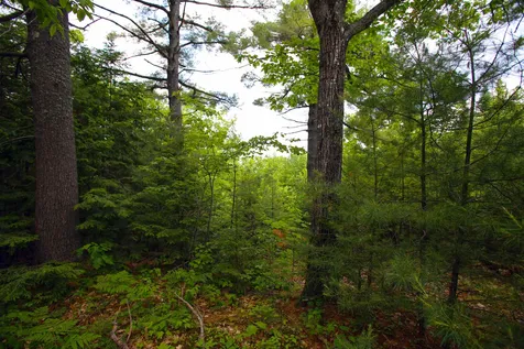 185 Sargent Hill Road Grafton NH 03240