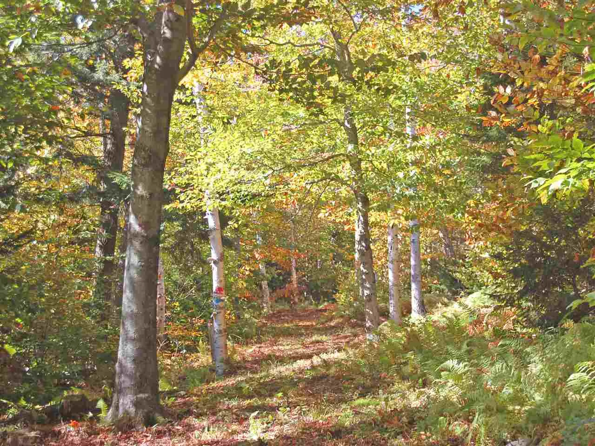 405 Lincoln Ridge Road Warren VT 05674