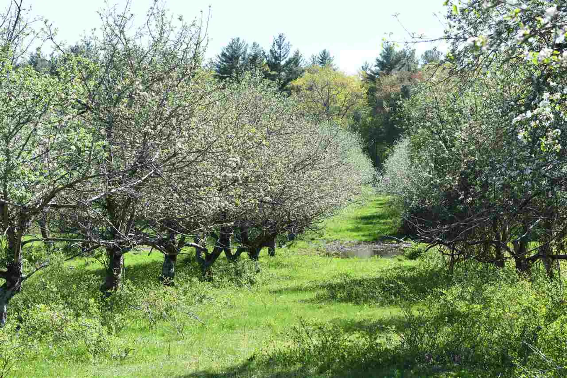 184 Federal Hill Road Hollis NH 03049