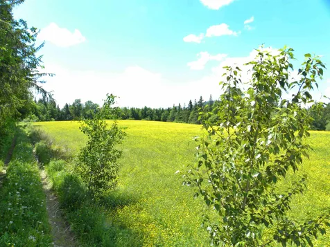 - Willoughby Lake Road Barton VT 05822