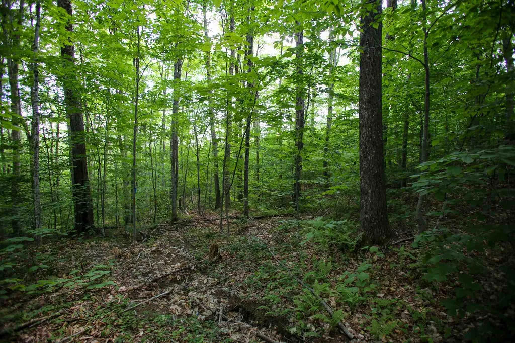 281 Softwood Road Elmore VT 05657