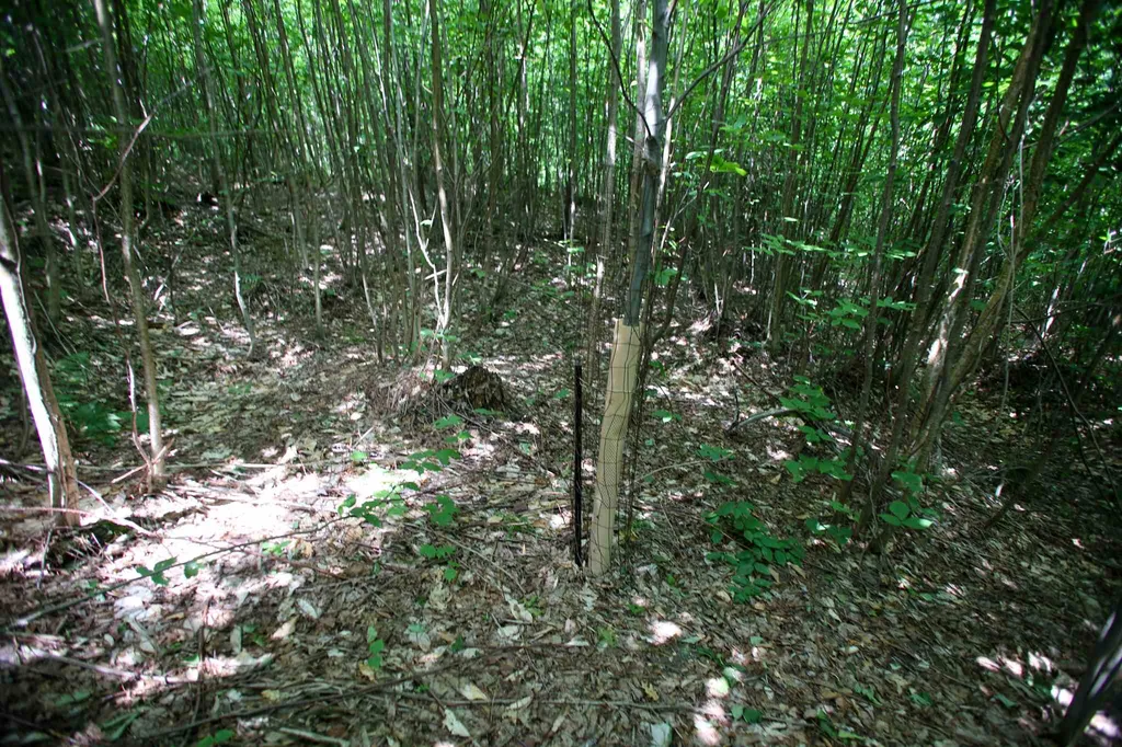 281 Softwood Road Elmore VT 05657