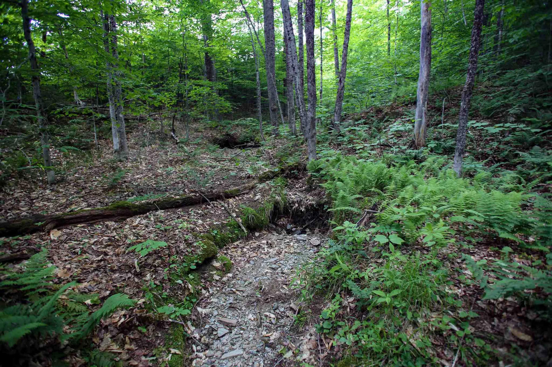 281 Softwood Road Elmore VT 05657