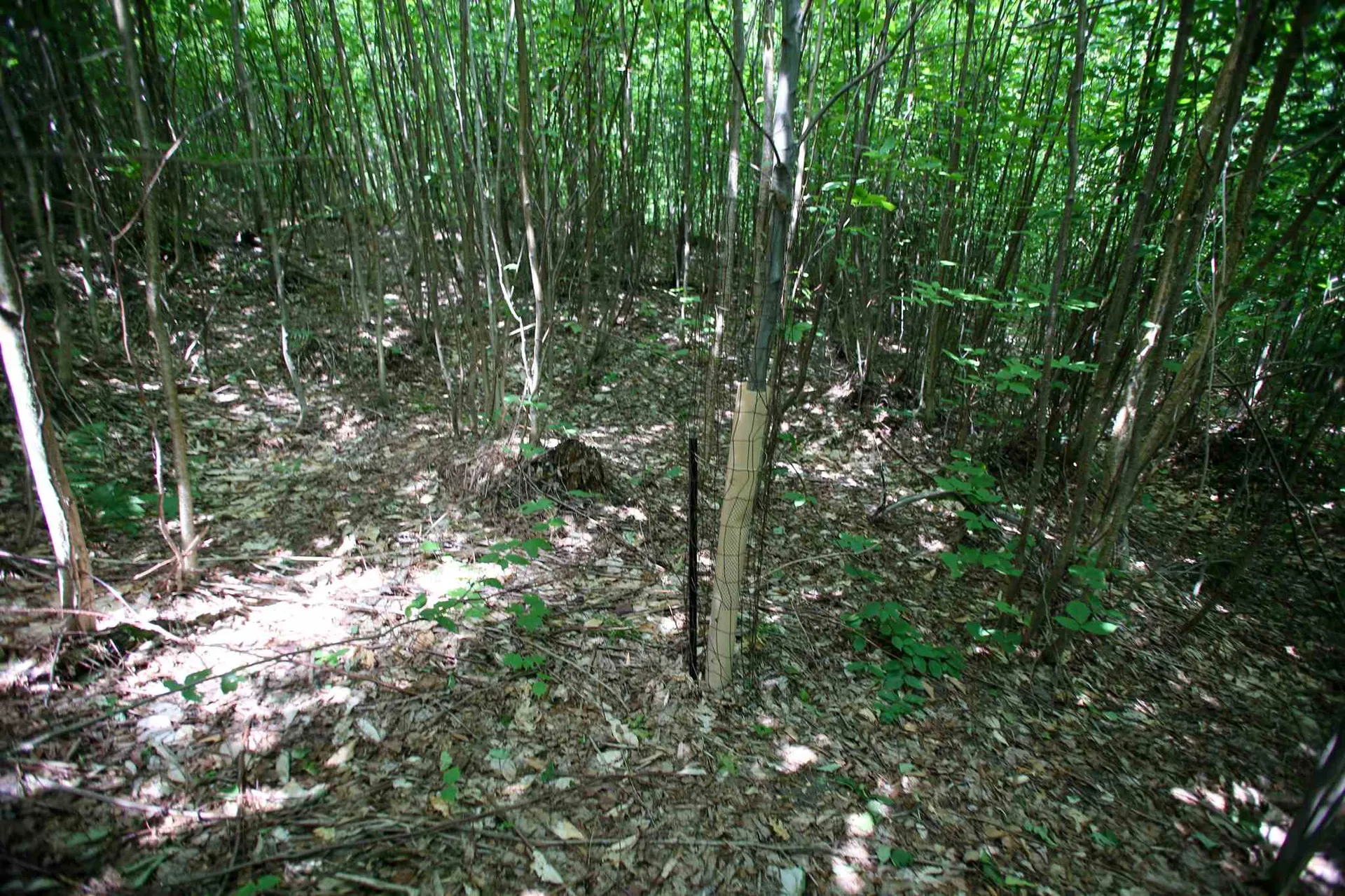 281 Softwood Road Elmore VT 05657