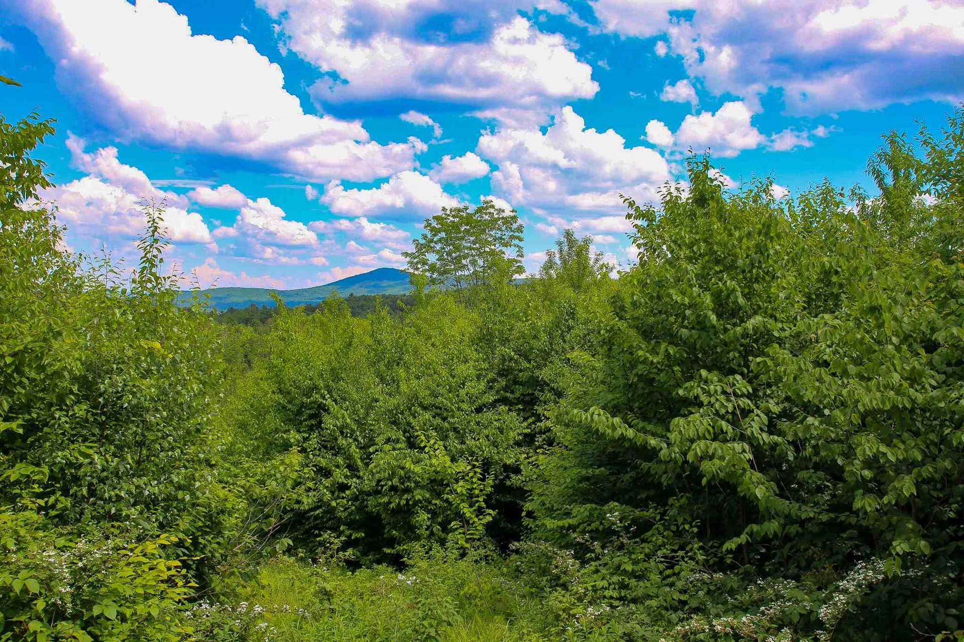 281 Softwood Road Elmore VT 05657