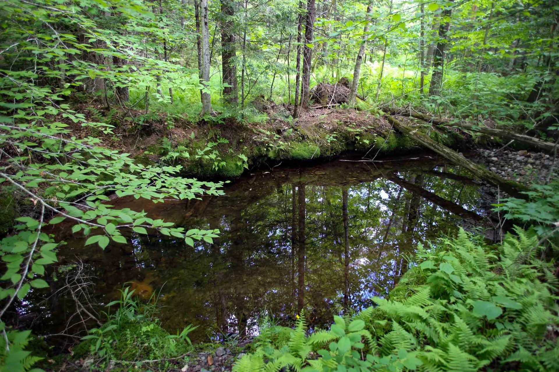 281 Softwood Road Elmore VT 05657