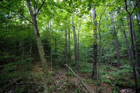 281 Softwood Road Elmore VT 05657