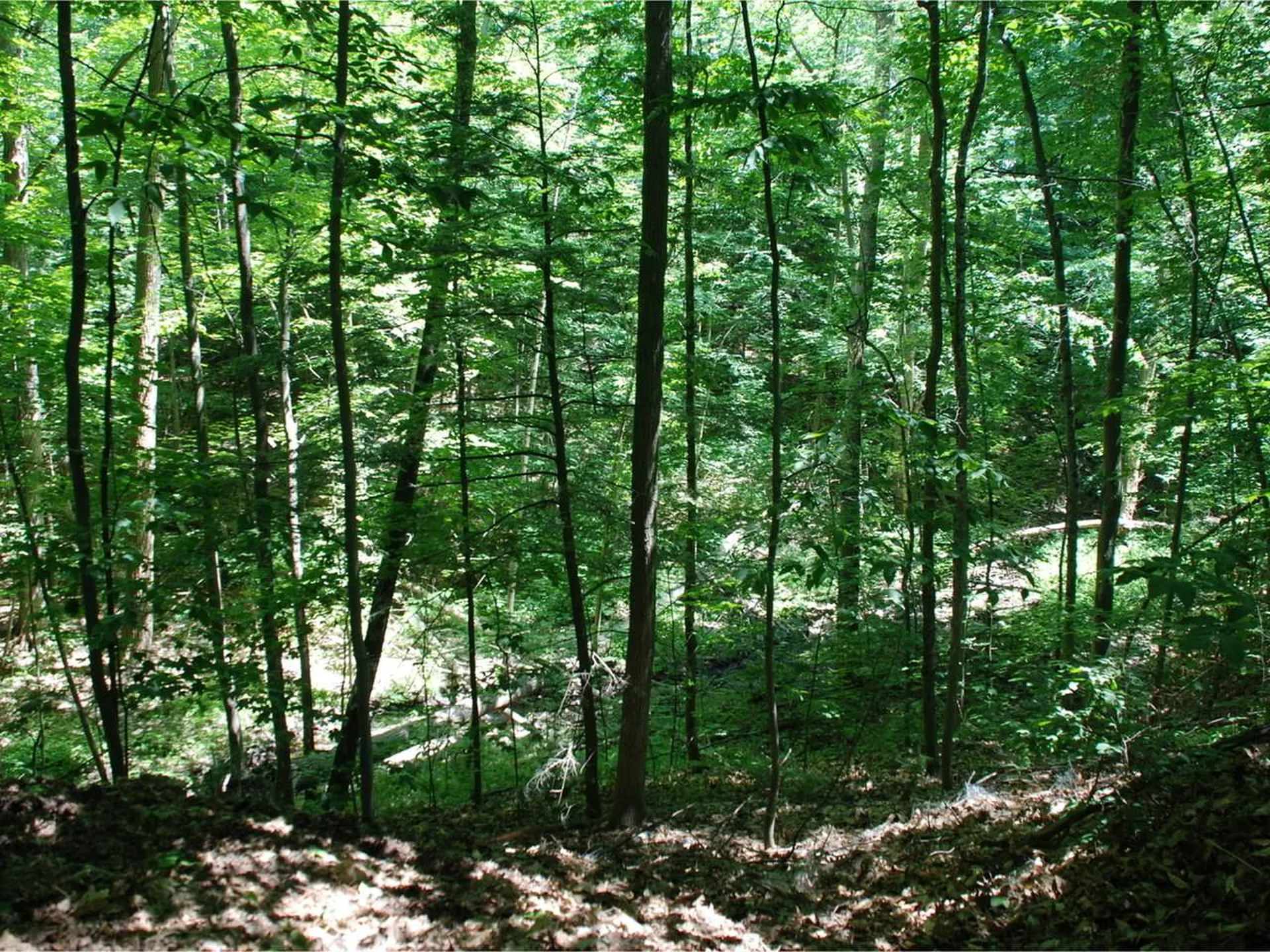 68 Crescent Road Burlington VT 05401