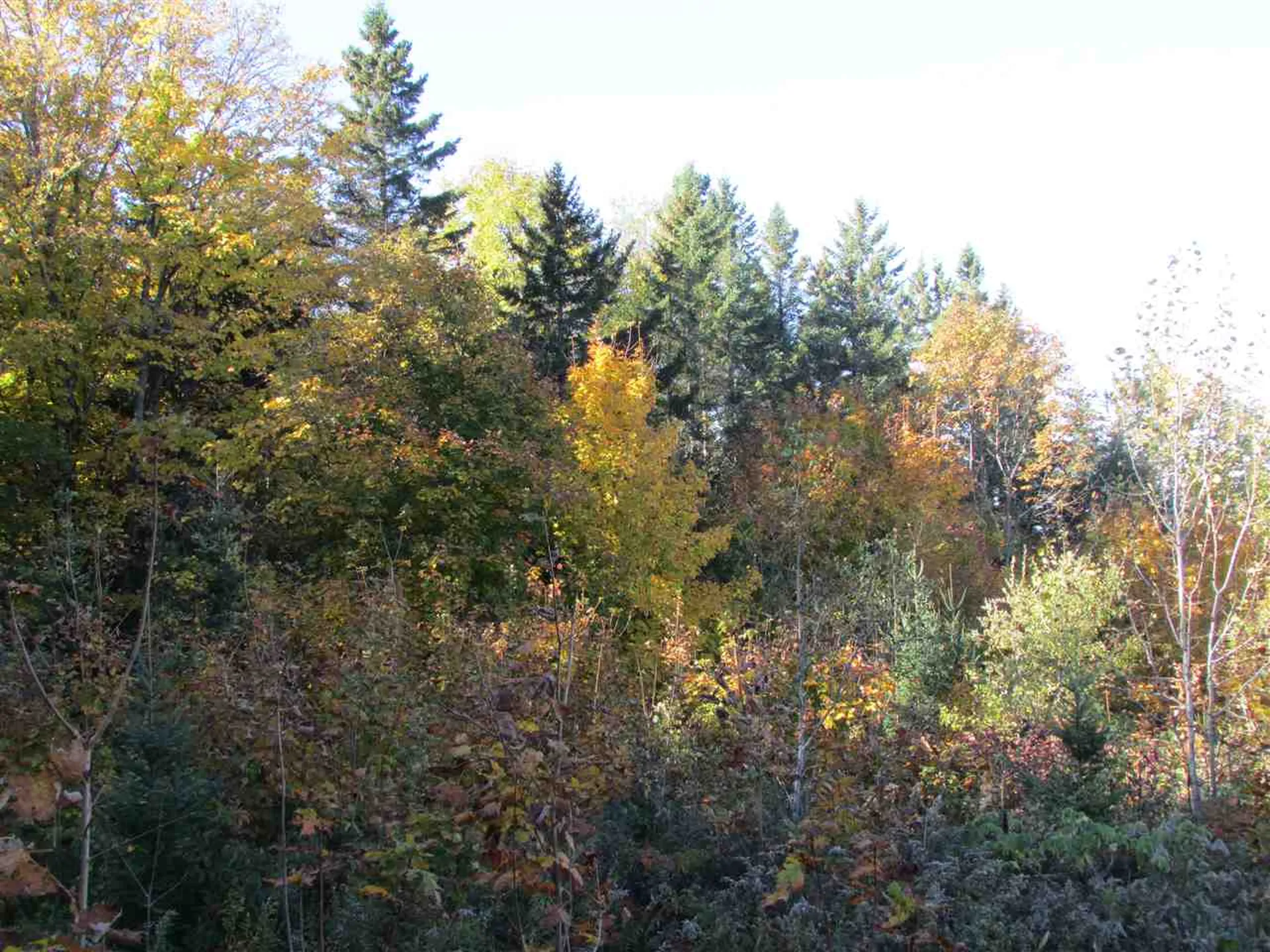 0 Dubray Road Cabot VT 05647