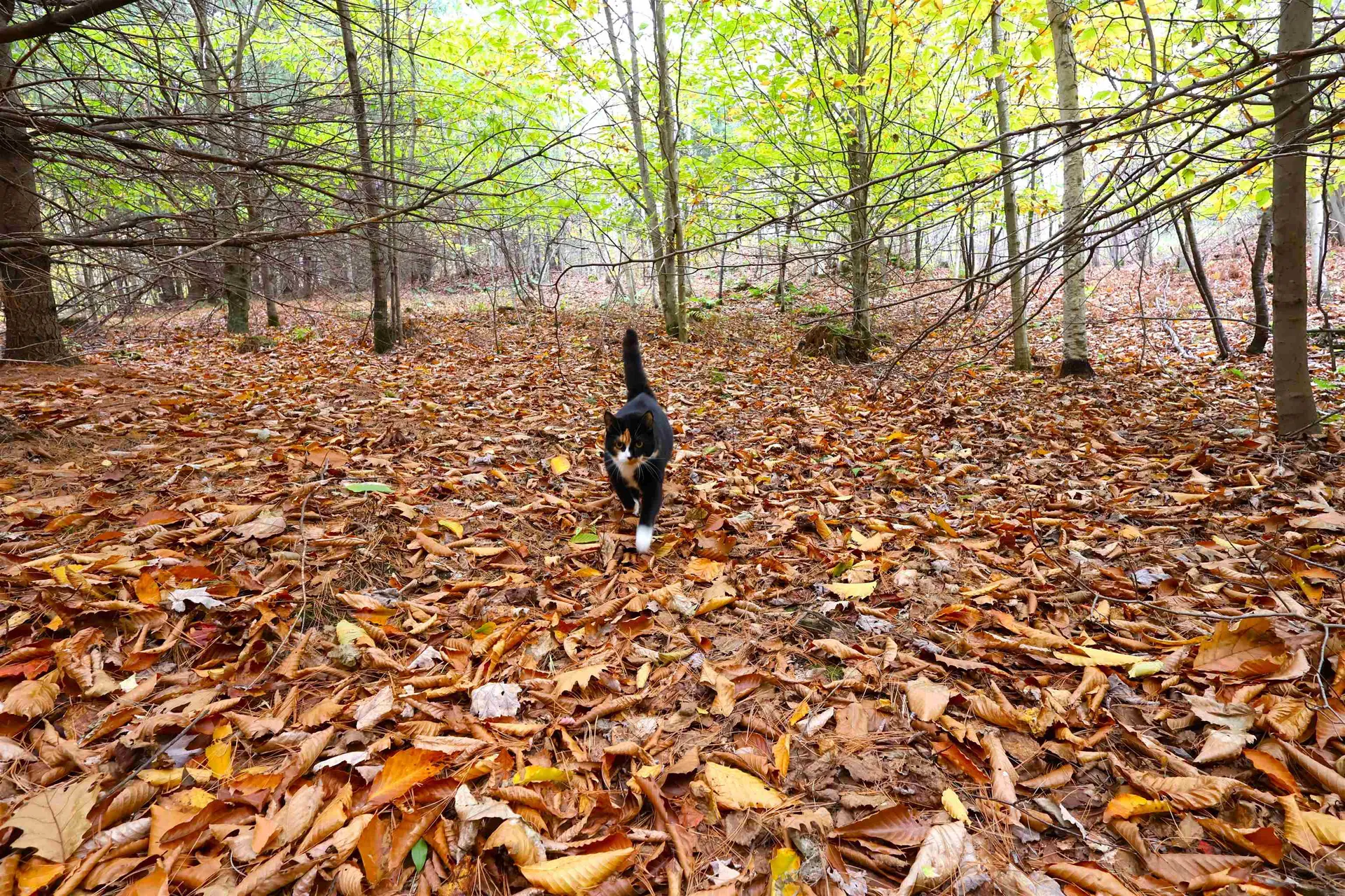 00 Christian Street Hartford VT 05001