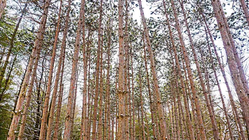 30 Hemlock Lane Shelburne VT 05482