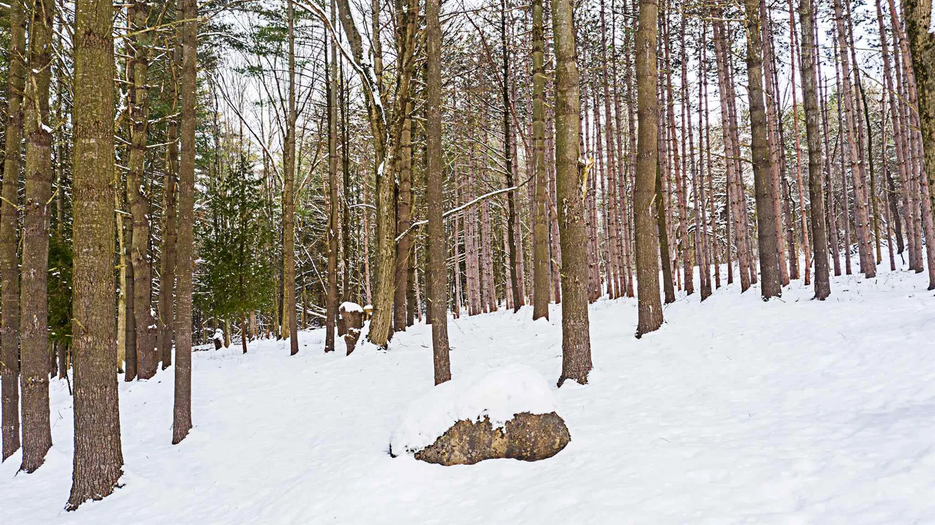 30 Hemlock Lane Shelburne VT 05482