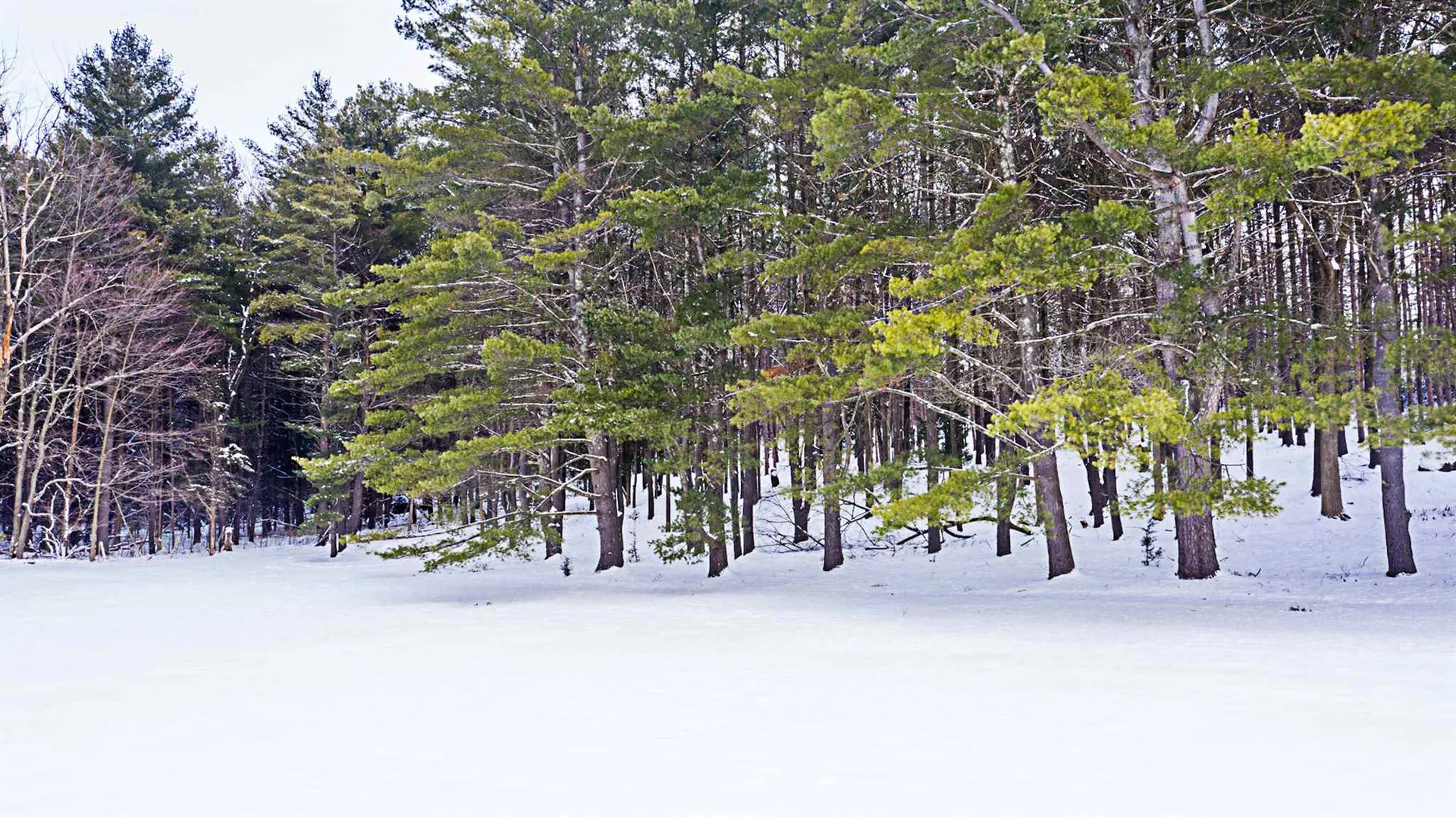 30 Hemlock Lane Shelburne VT 05482