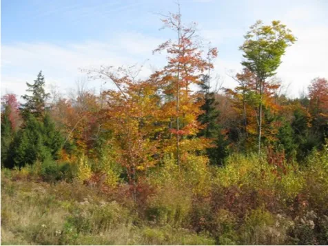 242 Turner Way Laconia NH 03246