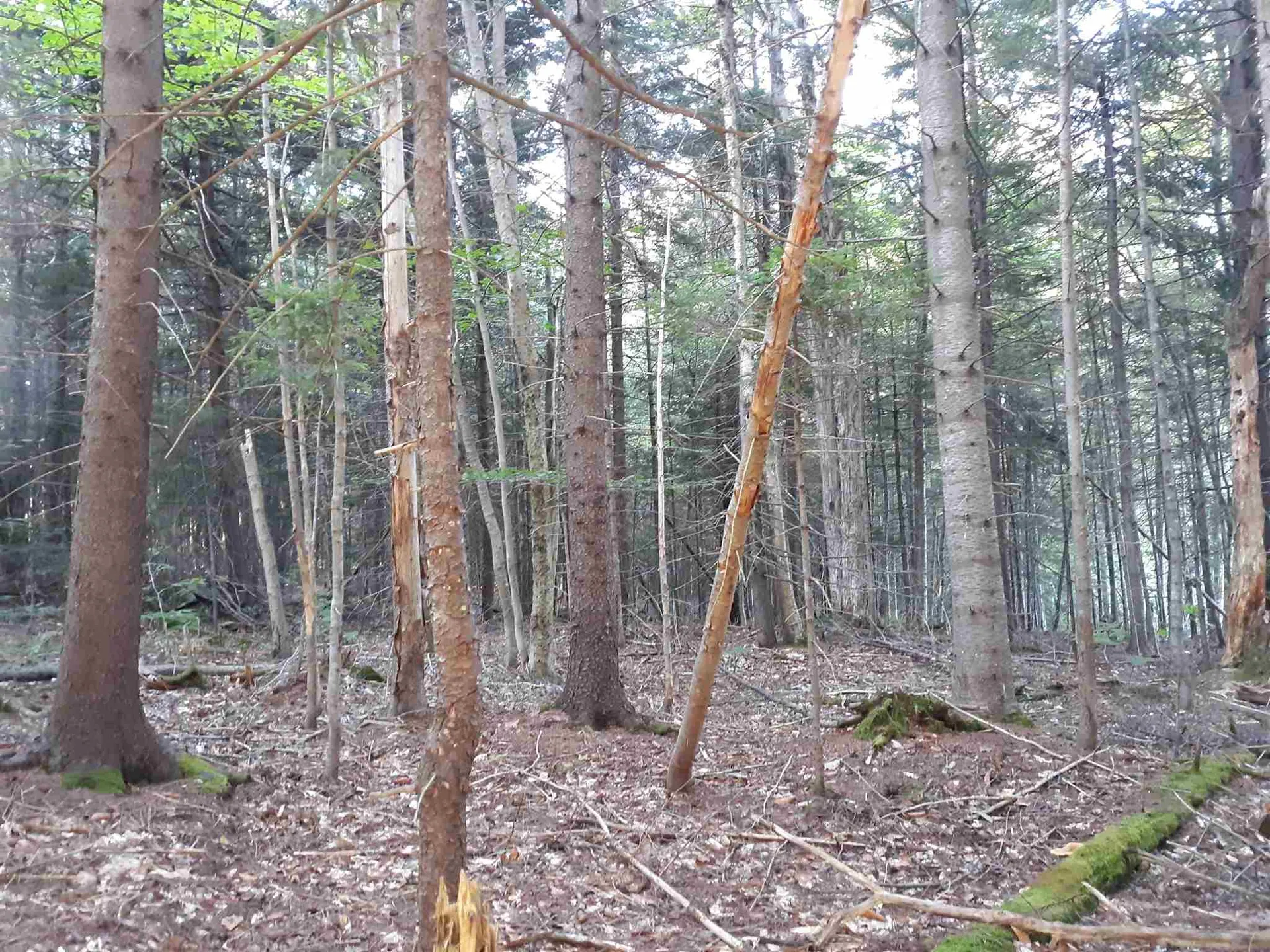 0 Bergabhang Drive Stamford VT 05352