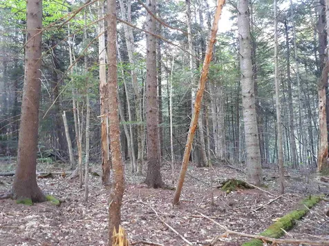 0 Bergabhang Drive Stamford VT 05352