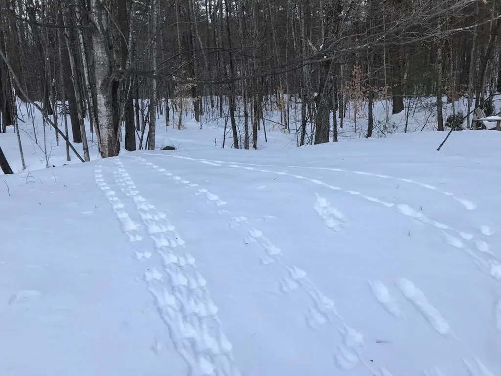 3332 Houghtonville Road Grafton VT 05146
