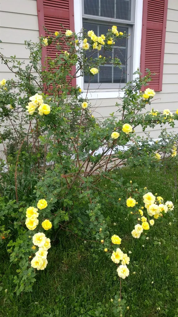 3126 Weybridge Road Weybridge VT 05753